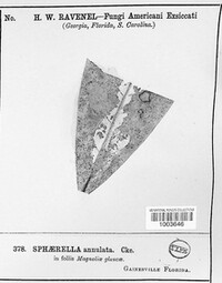 Sphaerella annulata image